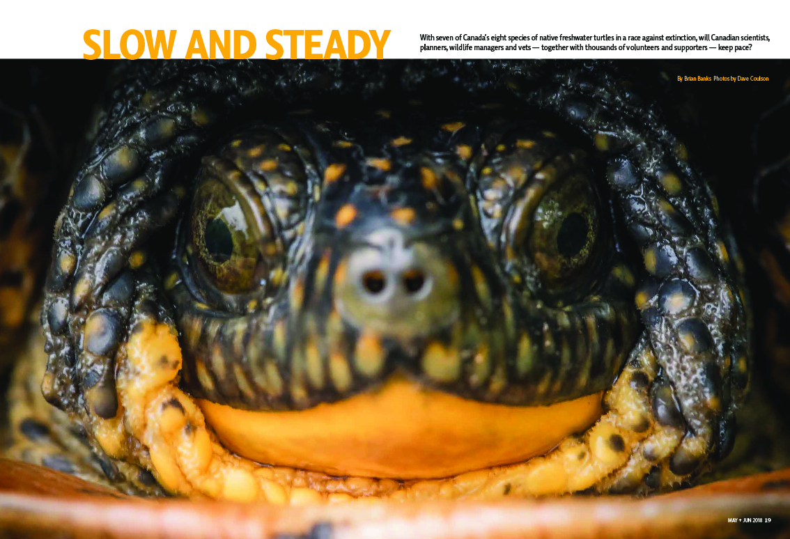 Canadain Wildlife Magazine may/june issue slow and steady