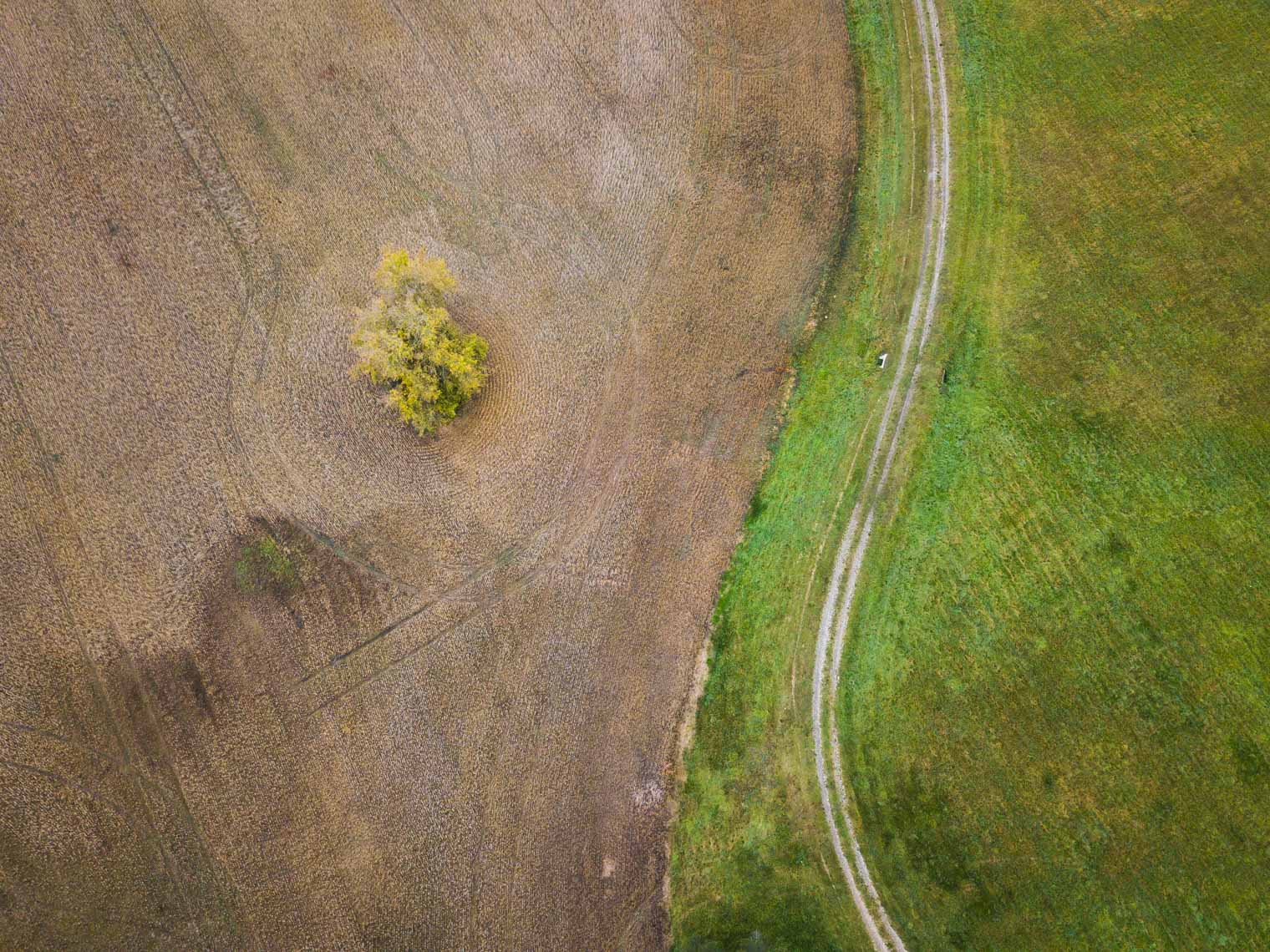 Aerial view of a yellow tree and a path in a farm field in Caldeon