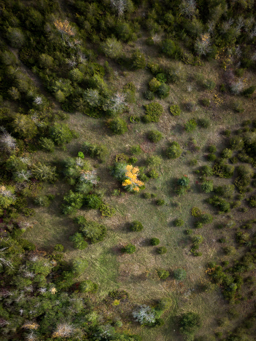 Aerial view of a field in Prince Edward County, one yellow tree surrounded by green trees