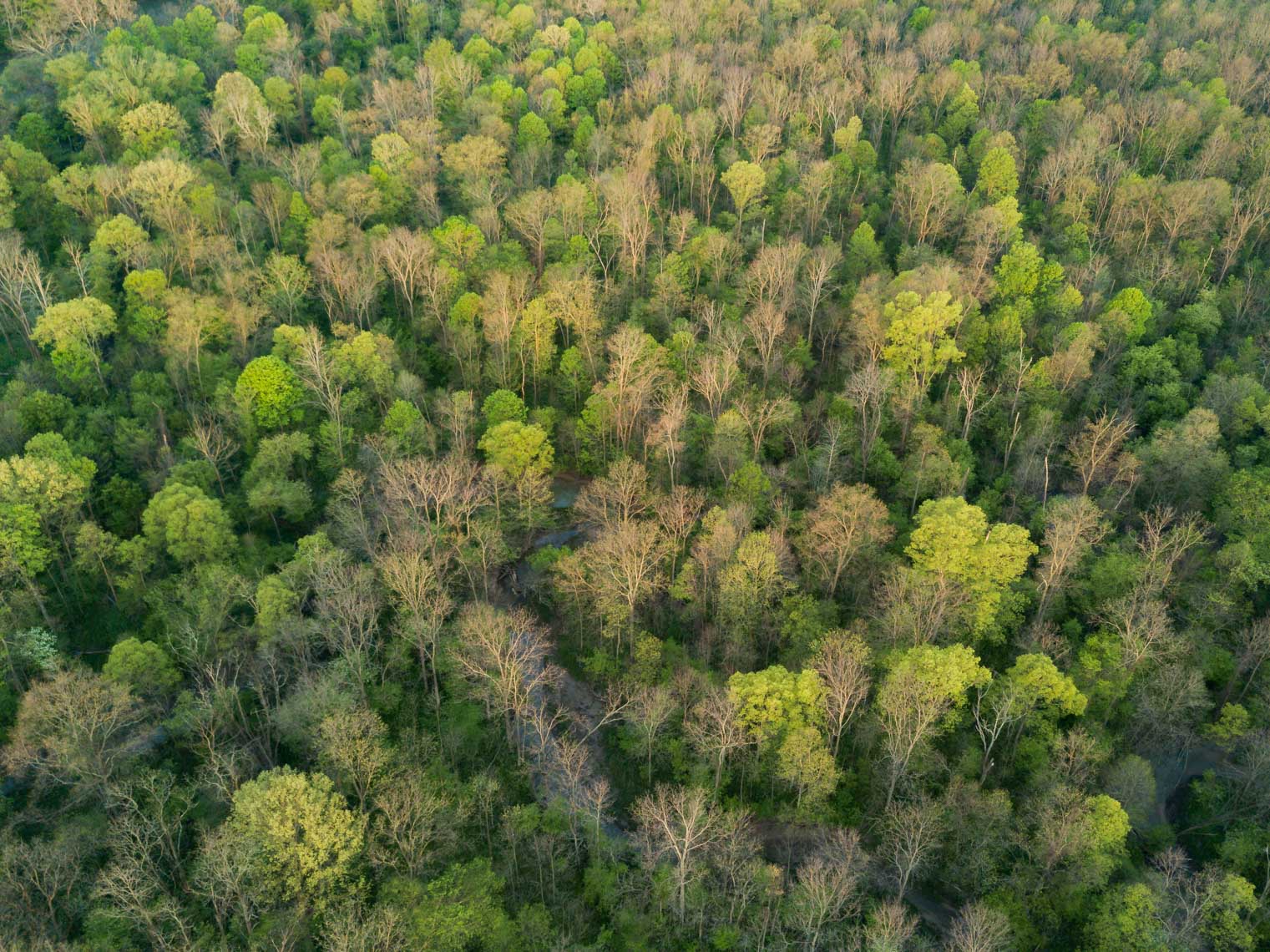 Aerial view of the hundreds of trees in Sydenham Forest at Ontario Nature