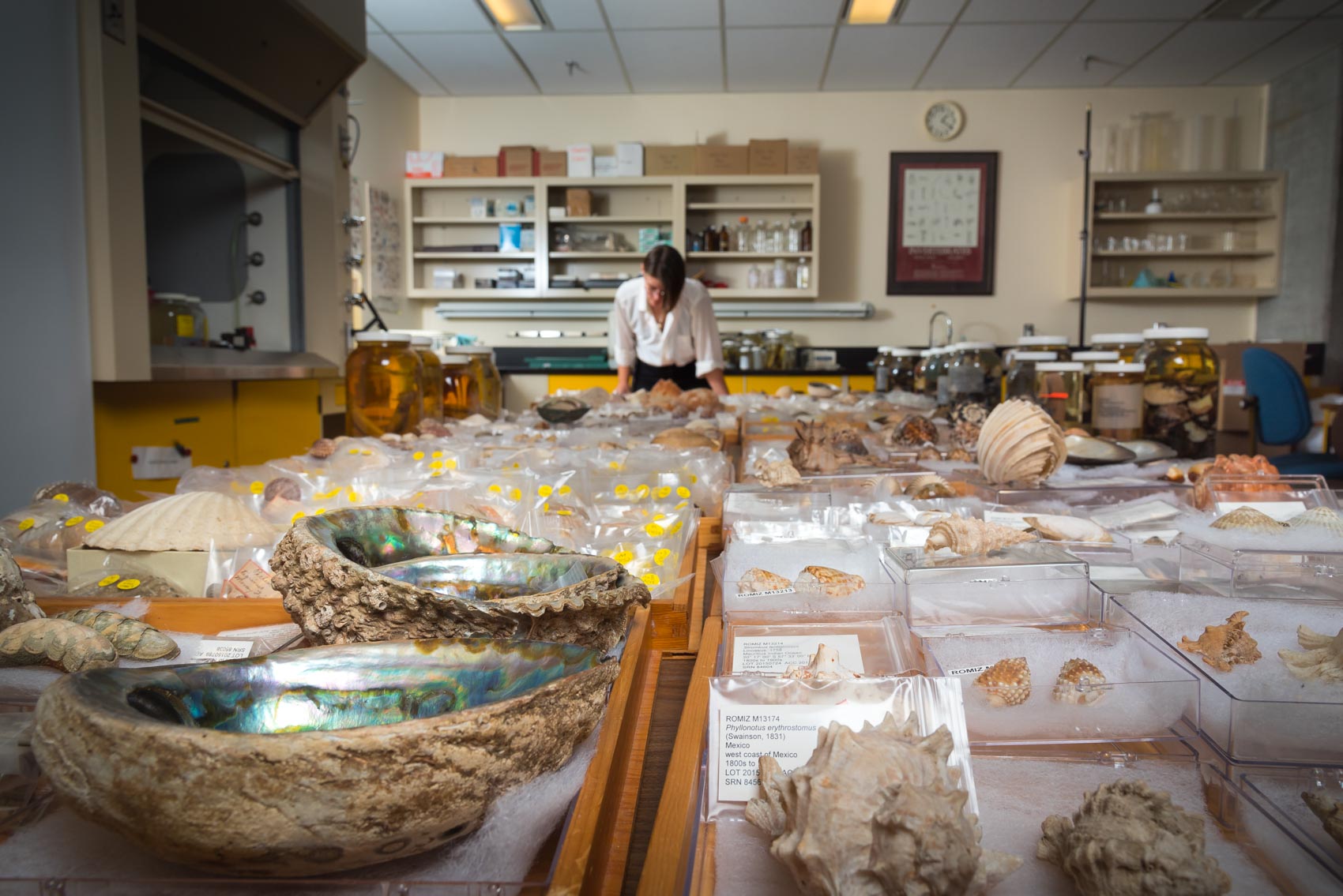 A MSc student looking through the molluscs collection at the Royal Ontario Museum