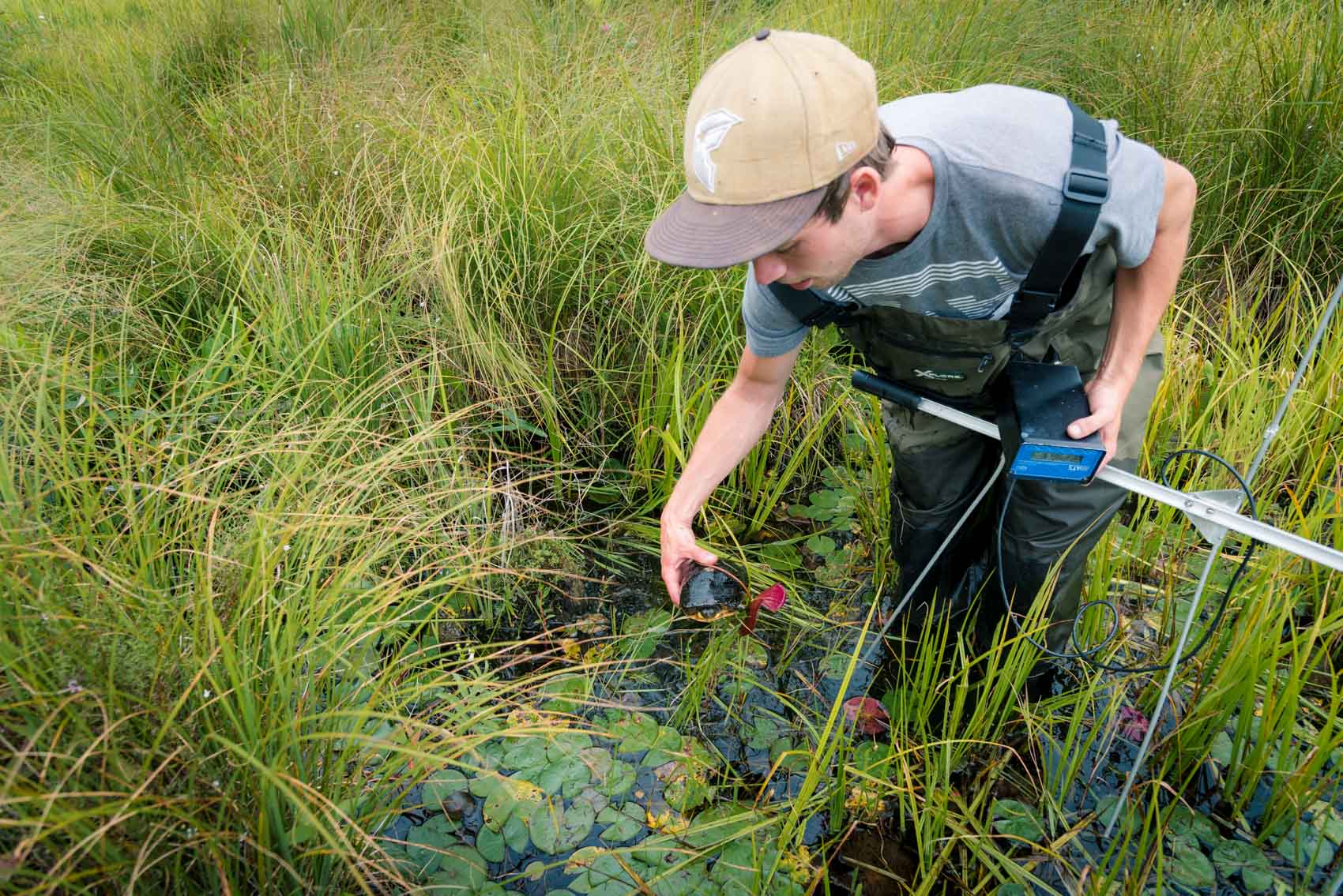 Ontario Turtle Conservation Centre(OTTC) technician picking up a threatened Blanding’s turtle using radio telemetry