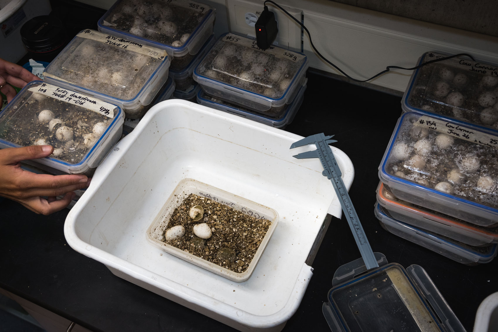 Hatching and measuring juvenile spiny soft shell turtles at a restoration lab  © David Coulson Canadian conservation photojournalist