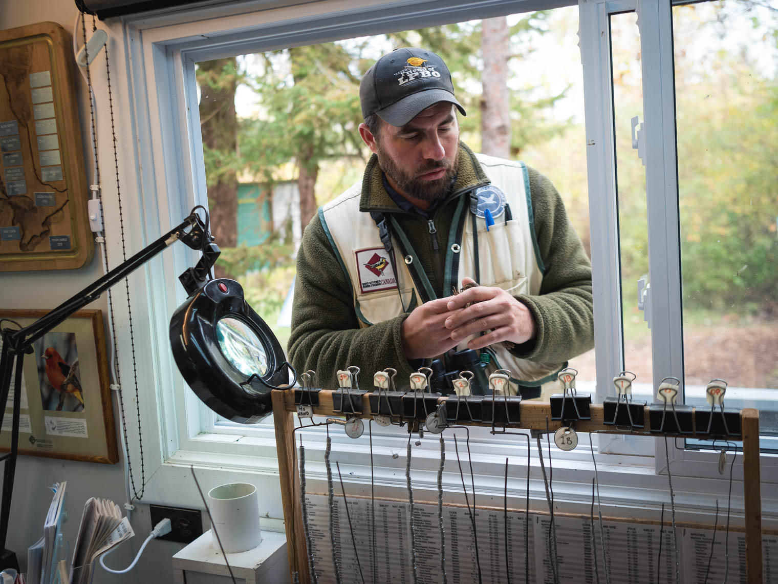 Long Point Bird Observatory coordinator inspecting a song sparrow just before it’s about to be banded