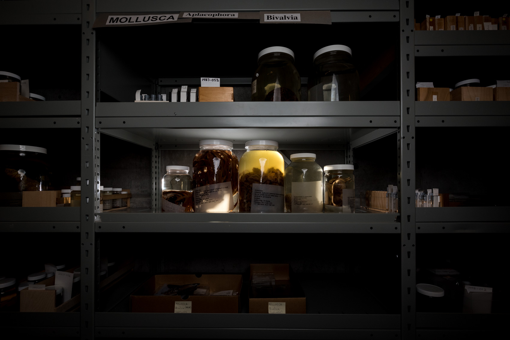 Molluscs collection at the Royal Ontario Museum © David Coulson Canadian conservation photojournalist