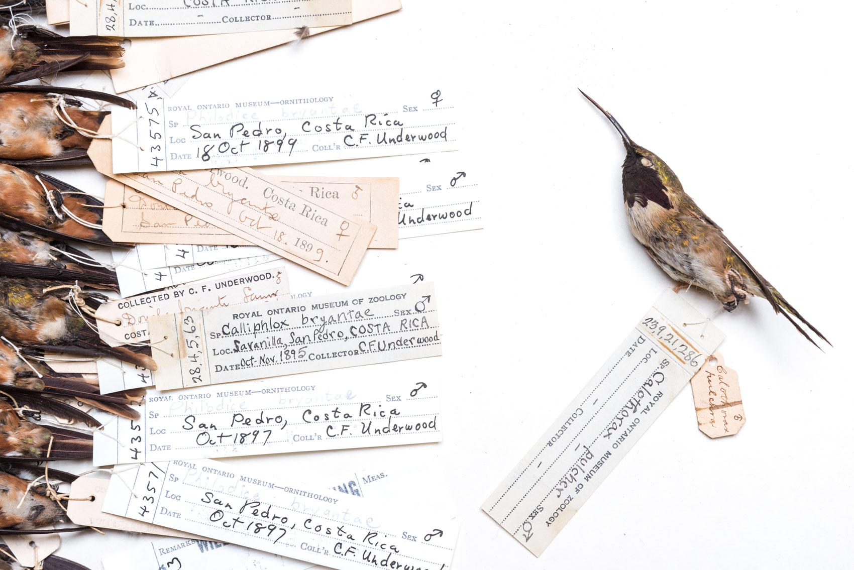 Magenta-throated woodstar on a drawer with tags, Royal Ontario Museum ornithology collection 