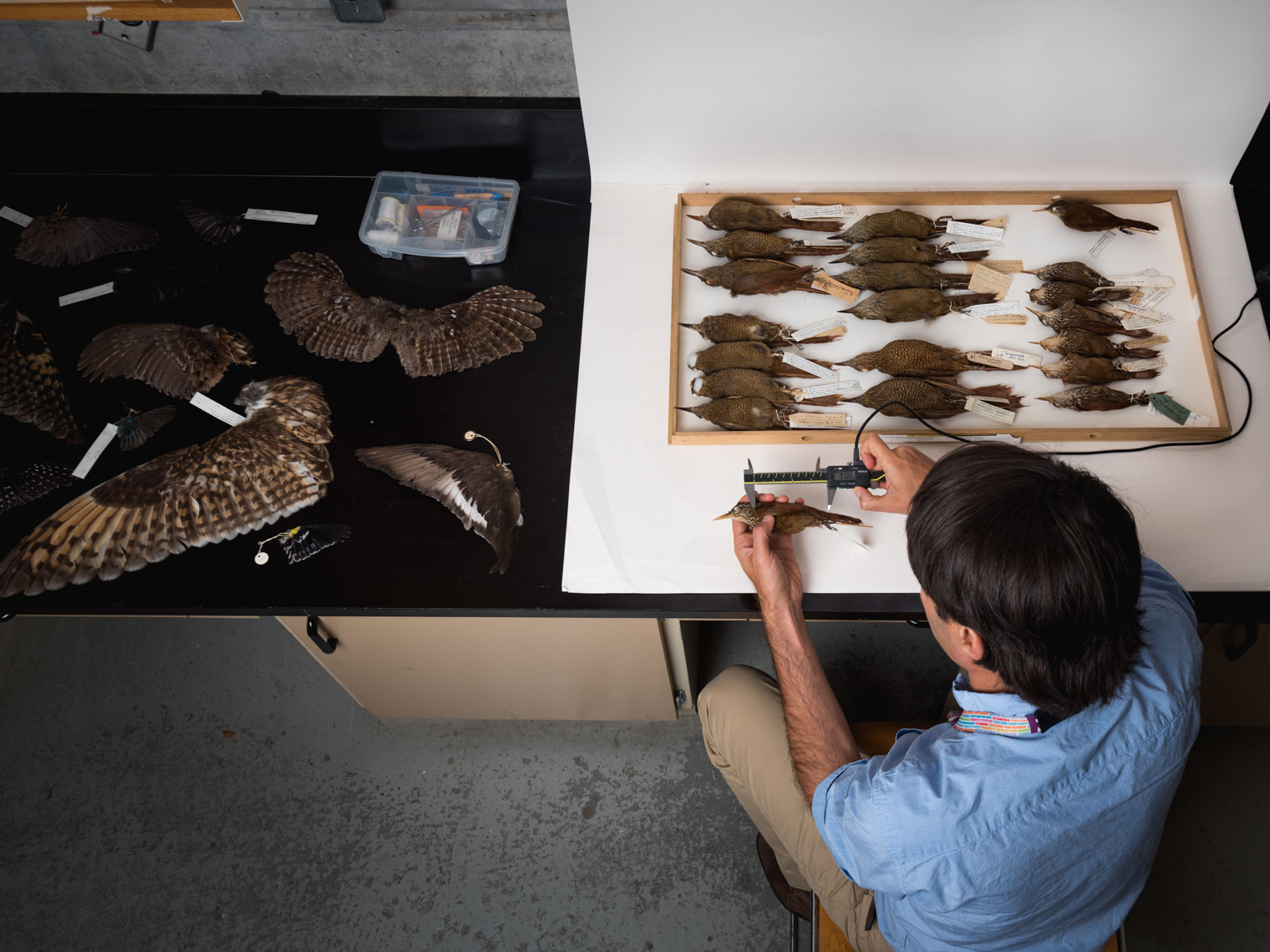Associate Curator of Ornithology at the Royal Ontario Museum measuring bird wings 