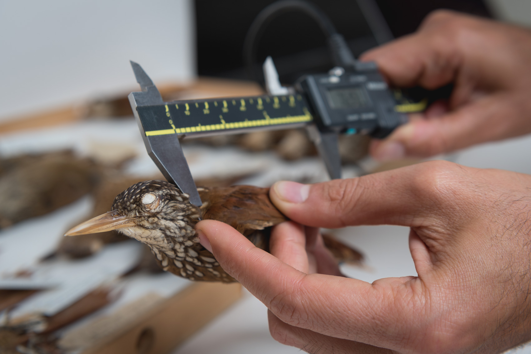 Dr. Santiago Claramunt, ornithology curator at the ROM, measuring the wings of a straight-billed woodcreeper for his research 