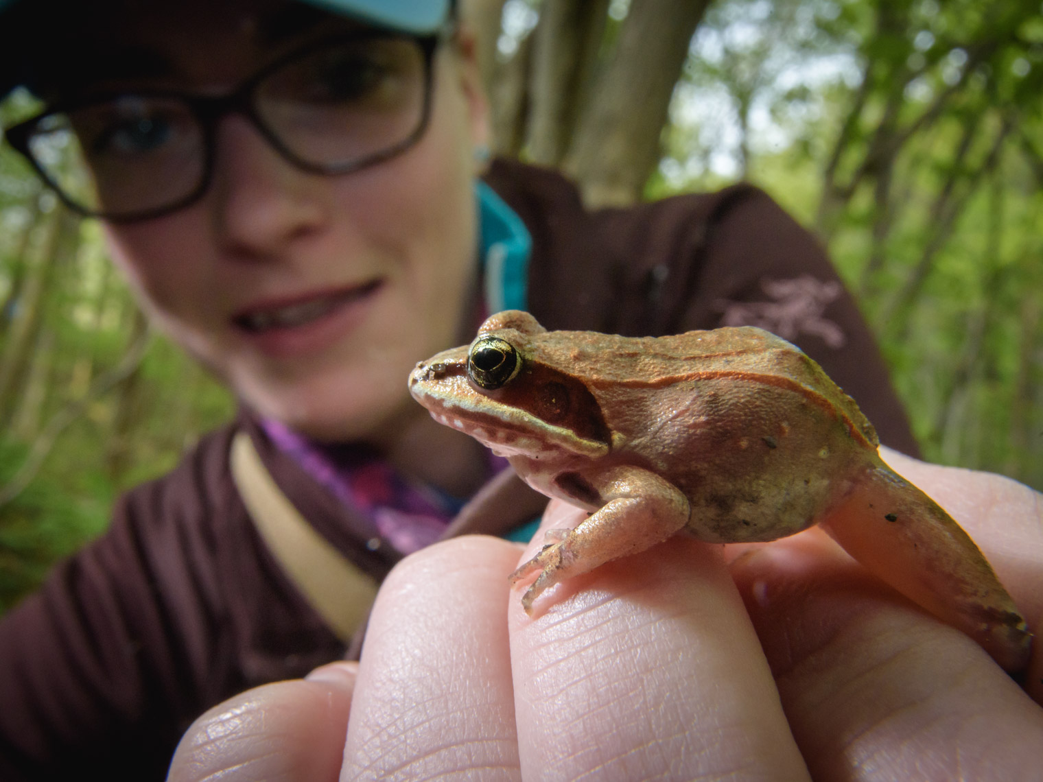 Ontario Nature conservation technician with a wood frog at one of their nature reserves