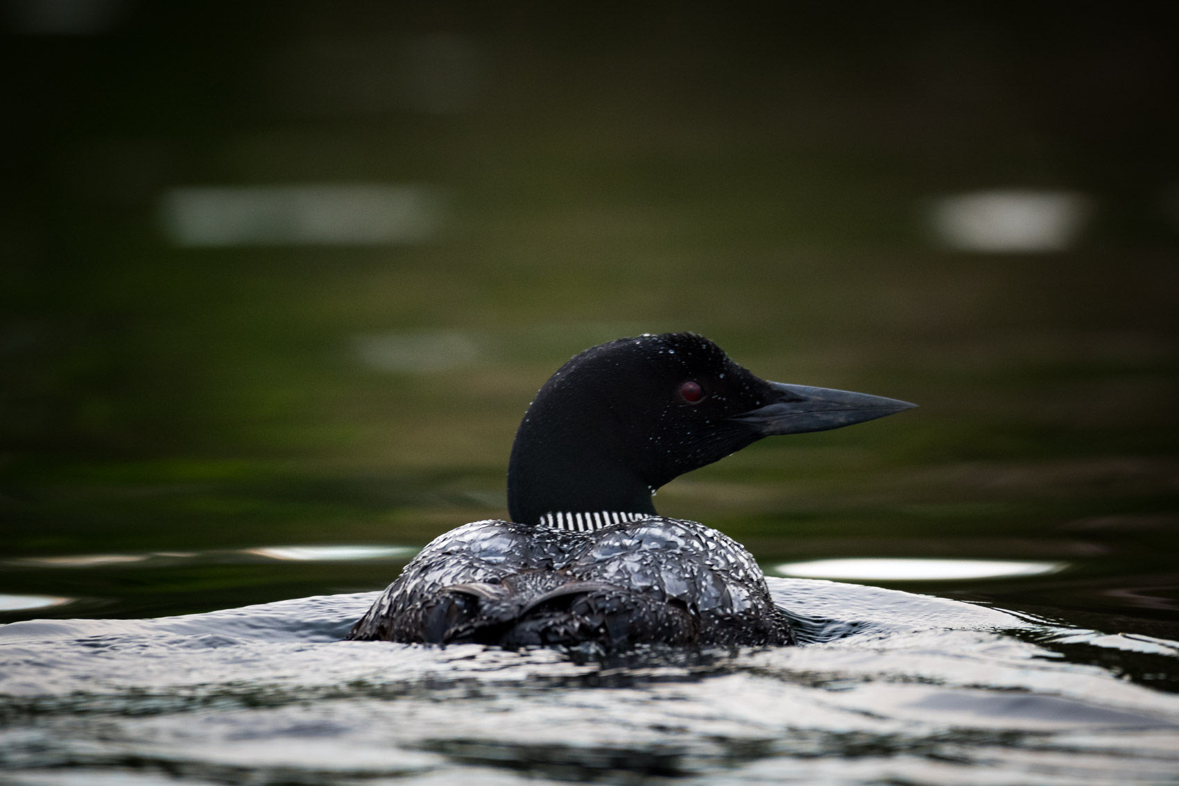 Loon on water at Silver Lake, Ontario 