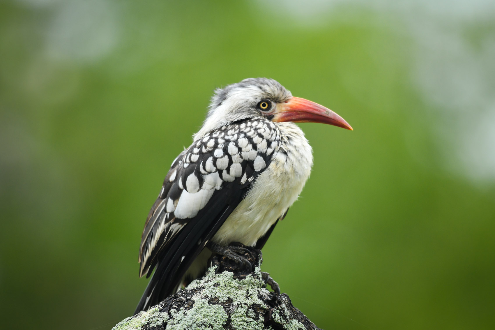 Southern Red-billed Hornbill perched on a log at Kruger National Park in South Africa