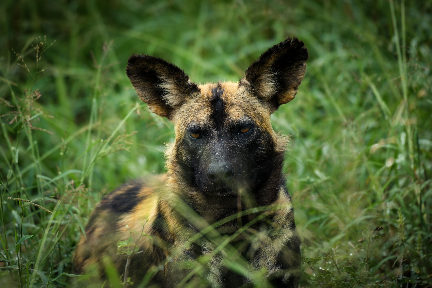 African Wild Dog laying down at Kruger National Park in South Africa