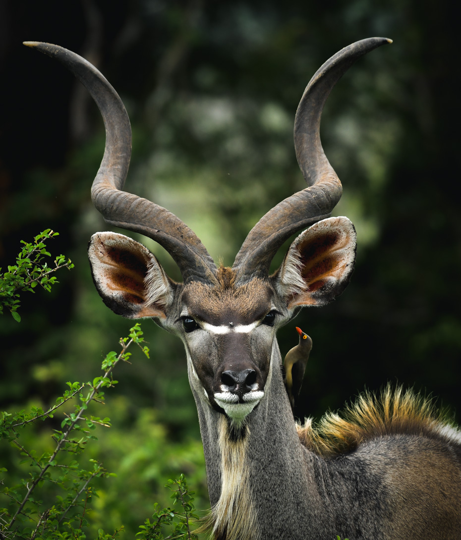 Greater Kudu with a red-billed oxpecker in its ear © David Coulson Canadian conservation photojournalist