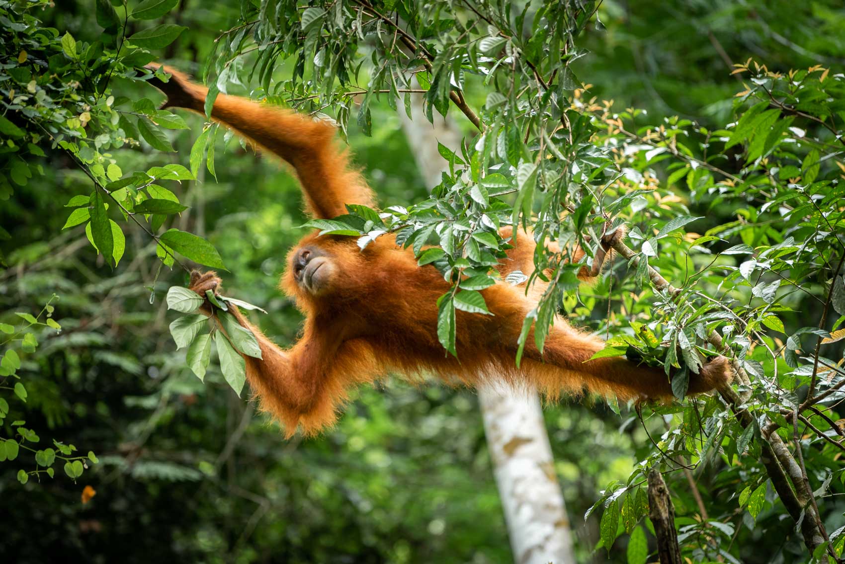 Sumatran orangutan hanging from branch in Gunung Leuser National Park © David Coulson Canadian conservation photojournalist