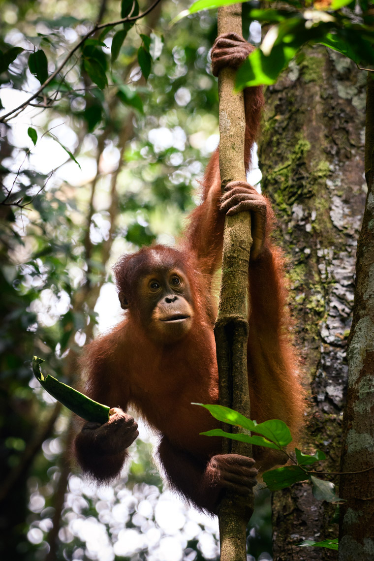 Sumatran baby orangutan hanging from branch in Gunung Leuser National Park 