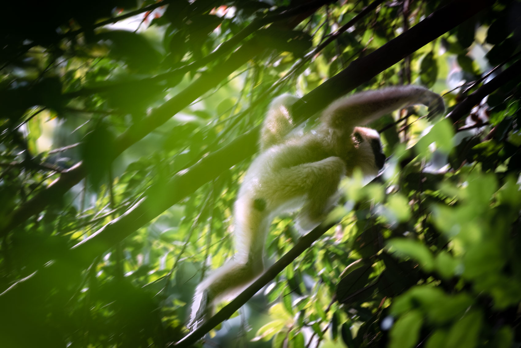 Lar gibbon baby climbing through forest canopy 