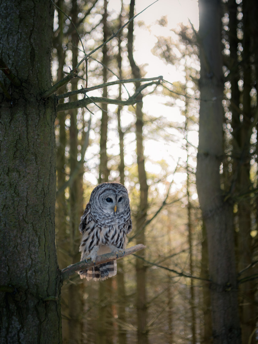 Barred owl perched on a tree in an Ontario Forest