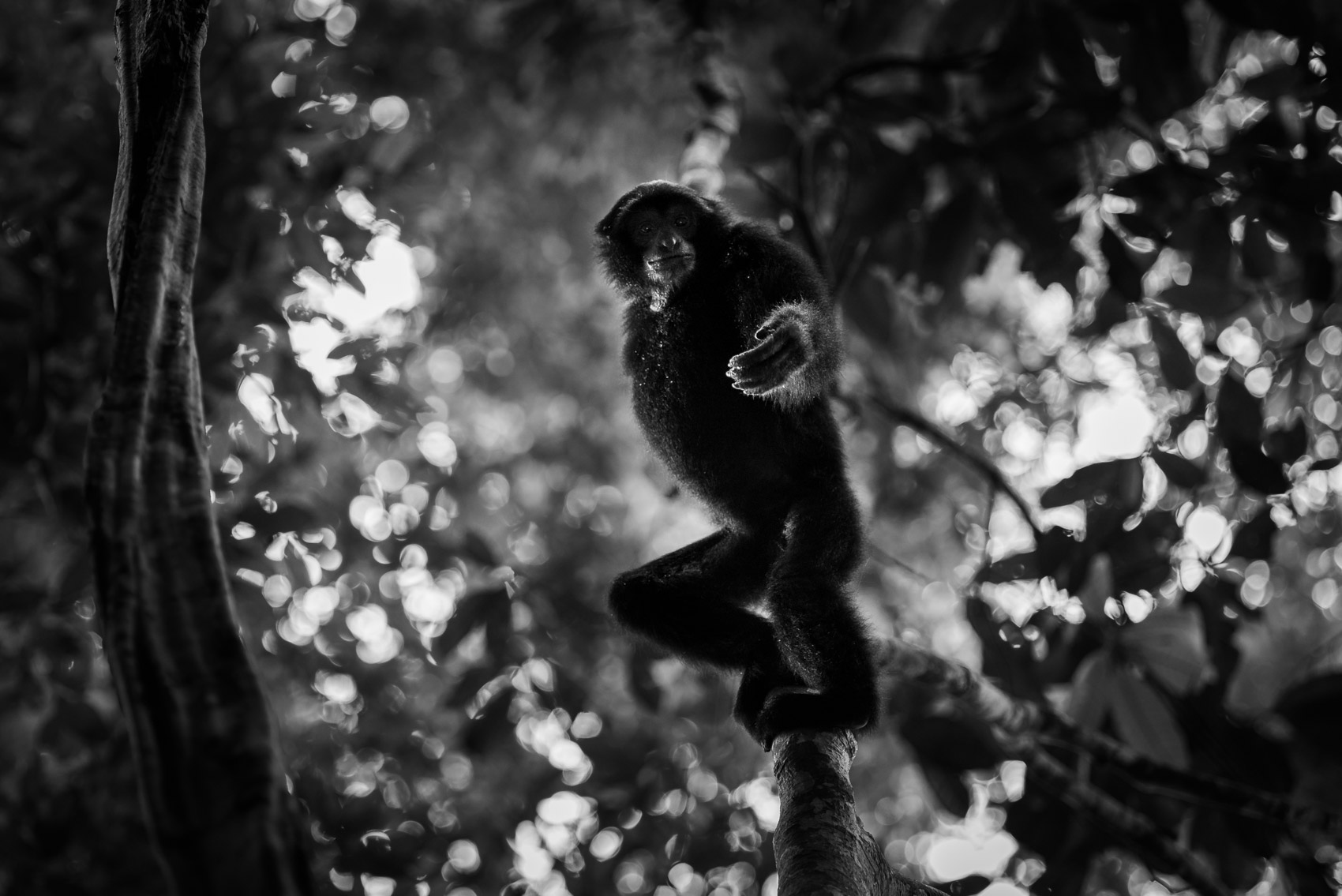 Siamang hanging from a branch with hand out in a rainforest