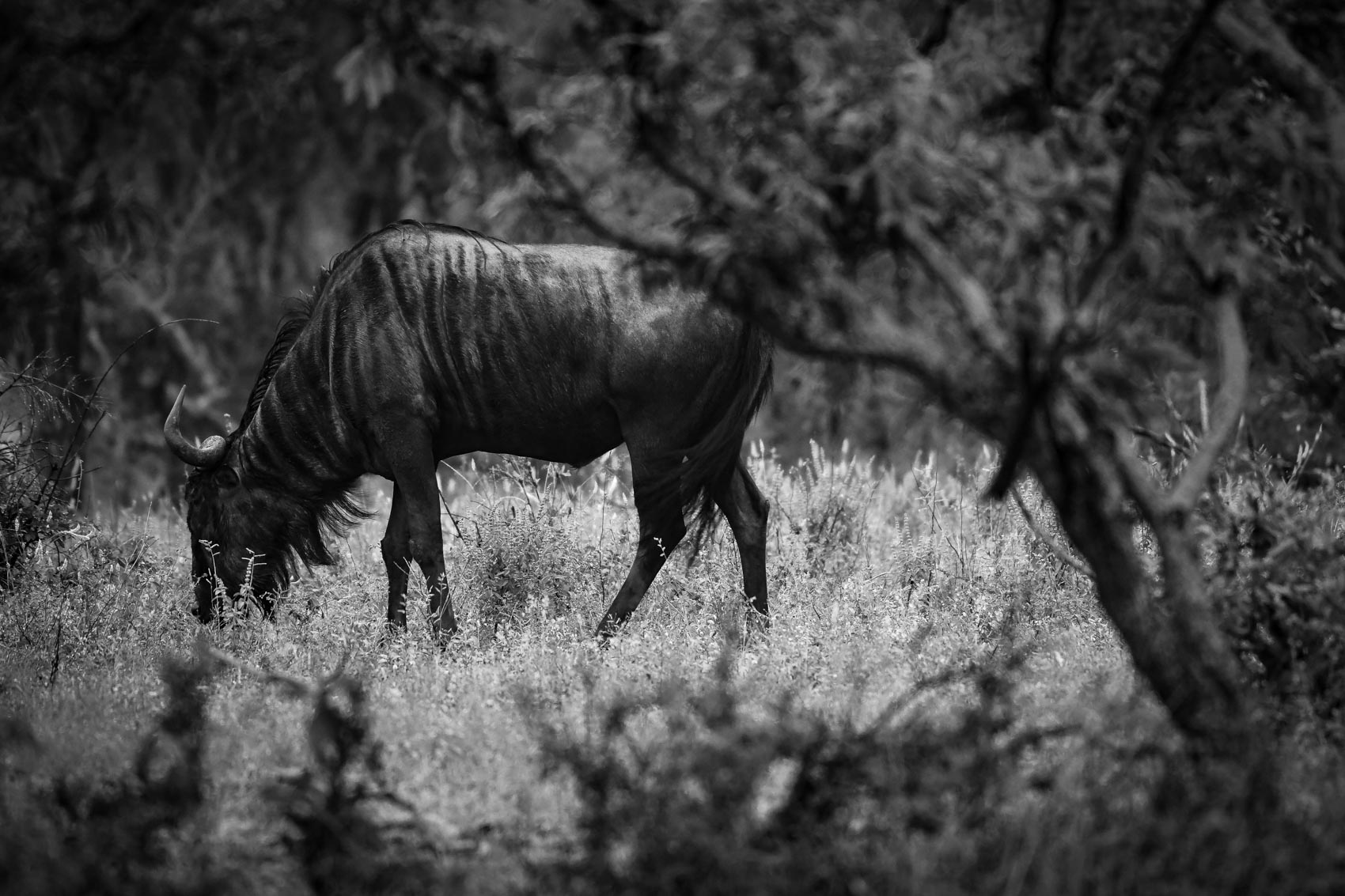 Wildebeest grazing on African Savana in Kruger National Park