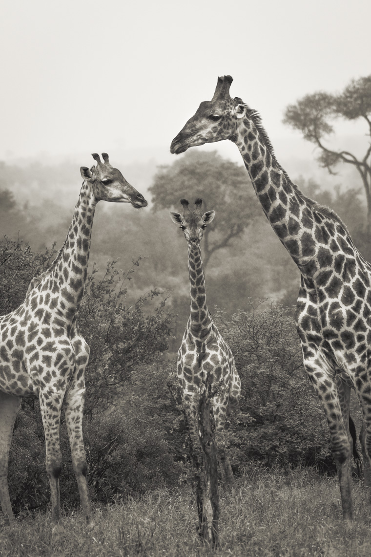 Three giraffes in the African savana in Kruger National Park 