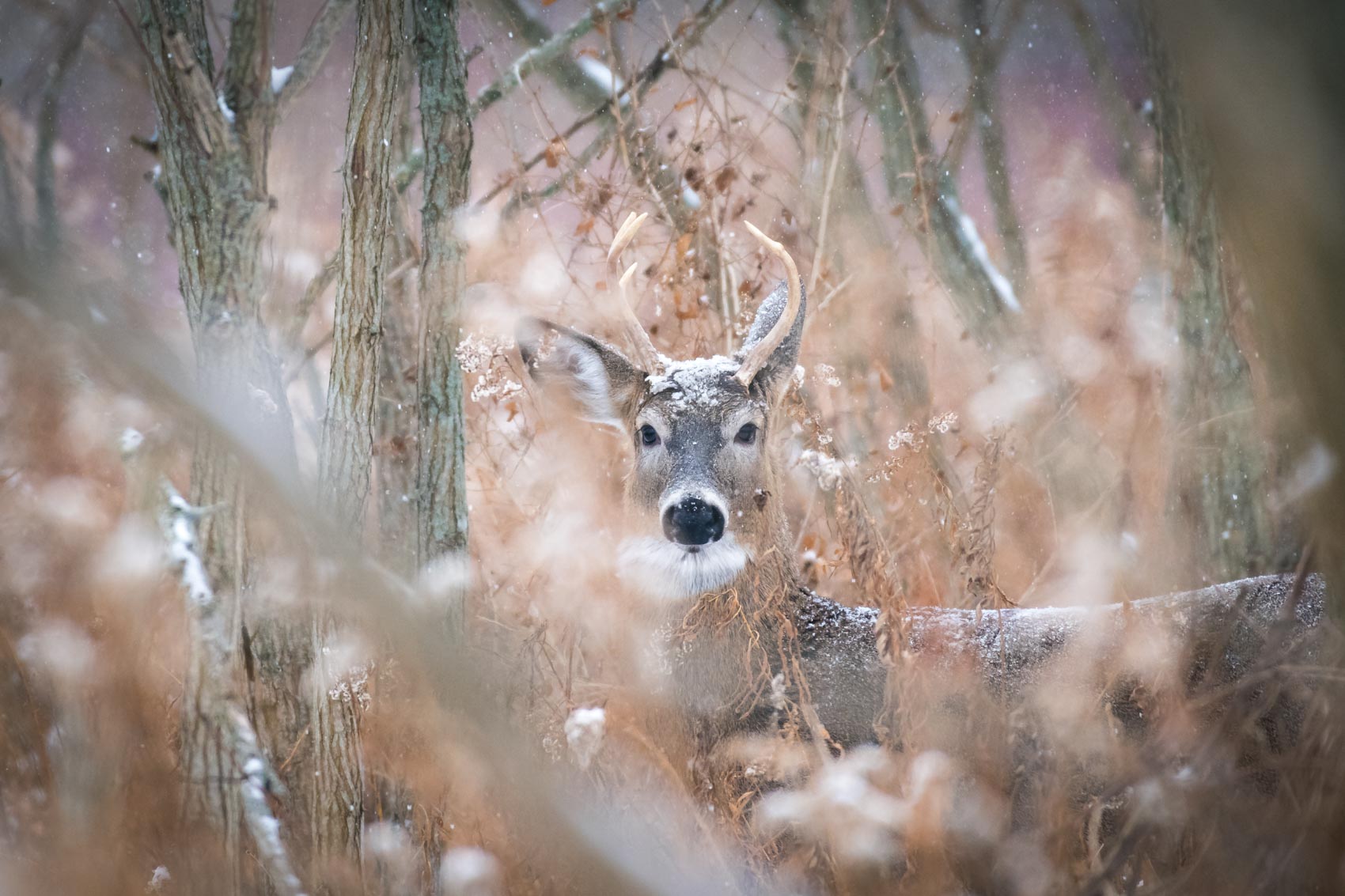 White-tailed deer, in wintry forest © David Coulson