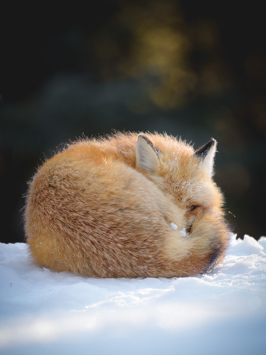 Red fox curled up on the ground in Algonquin Park in winter 