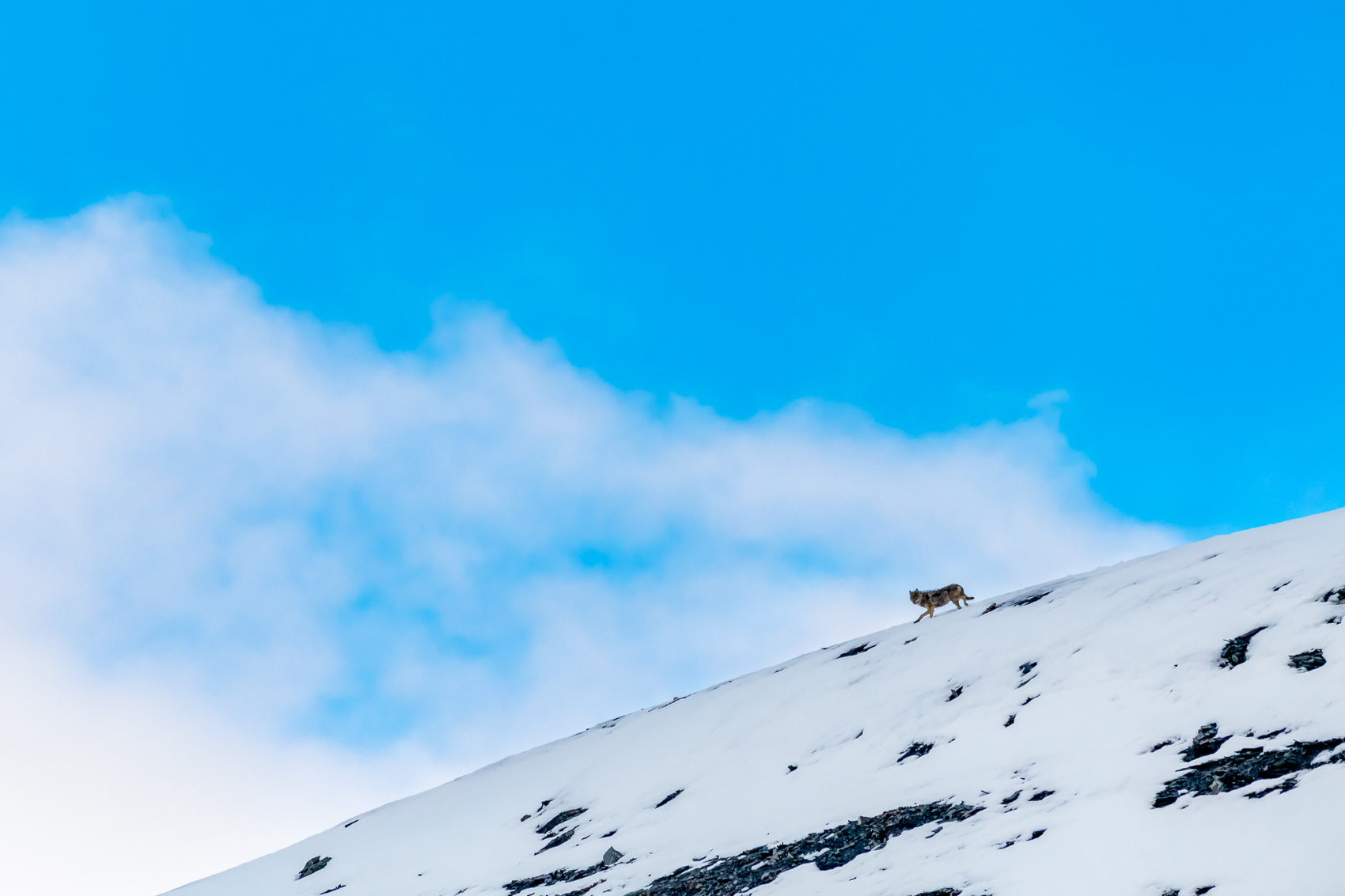 Gray Wolf trotting down a snowy slope in the Arctic National Wildlife Refuge