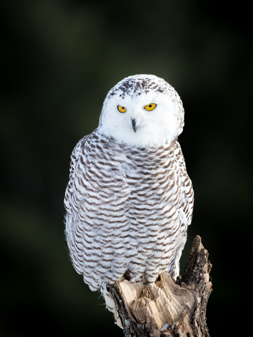 Snowy owl perched on a tree