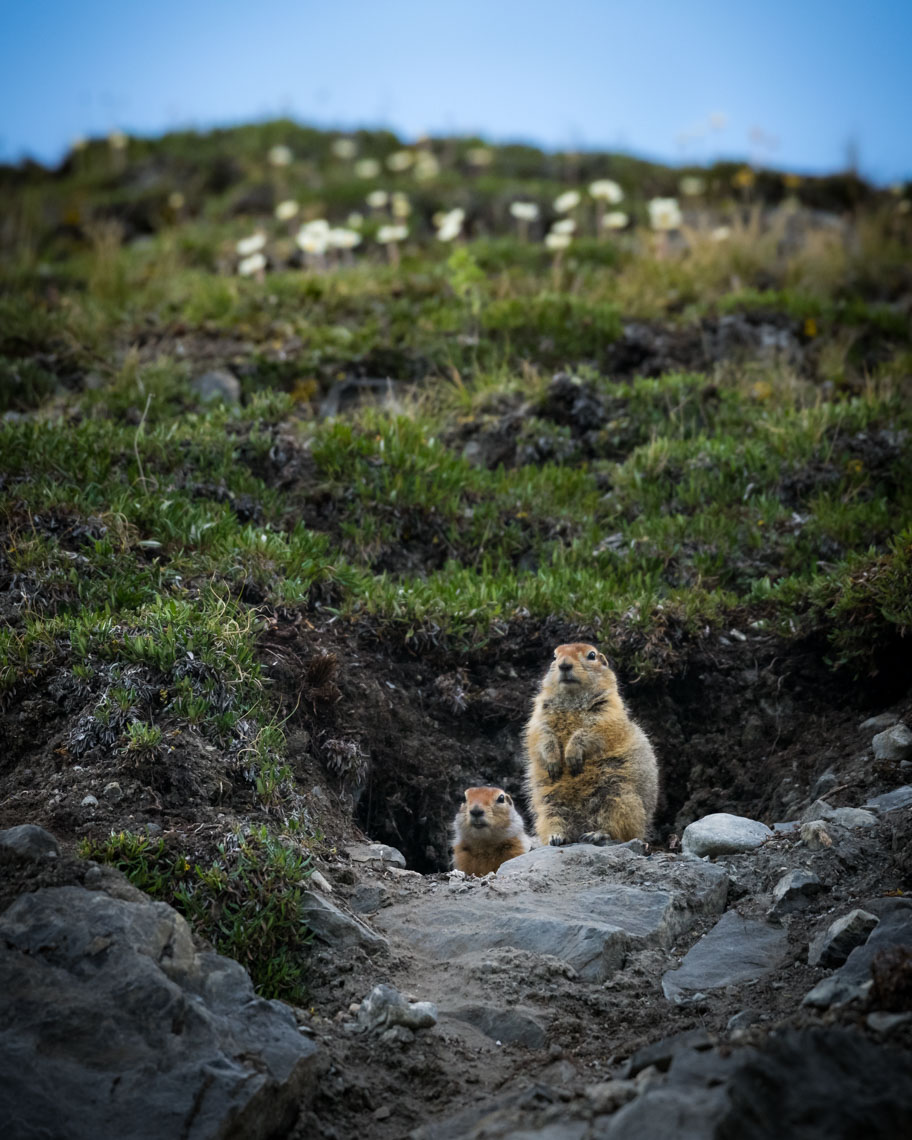 Arctic ground squirrel looking out of its burrow in the Arctic National Wildlife Refuge
