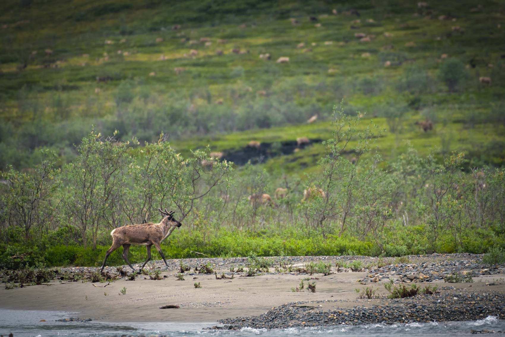 Porcupine caribou walking along the edge of the Huluhulu river in the ...