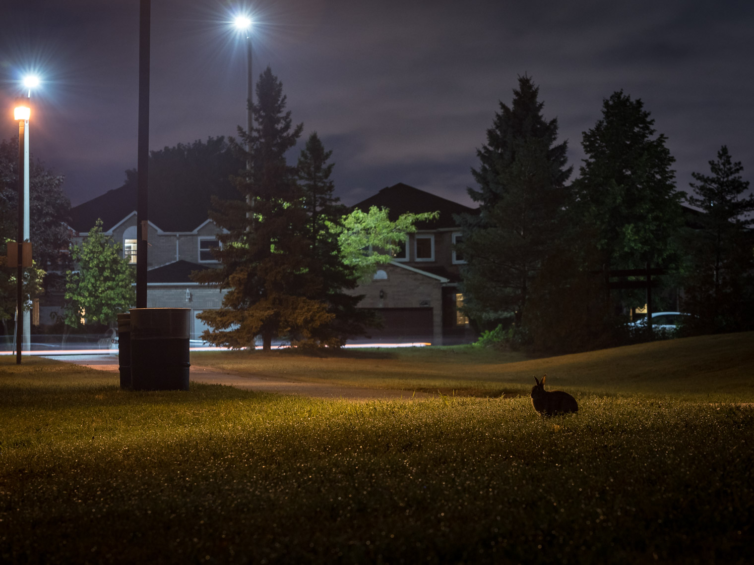 Eastern cottontail in a Mississauga suburb park at night 