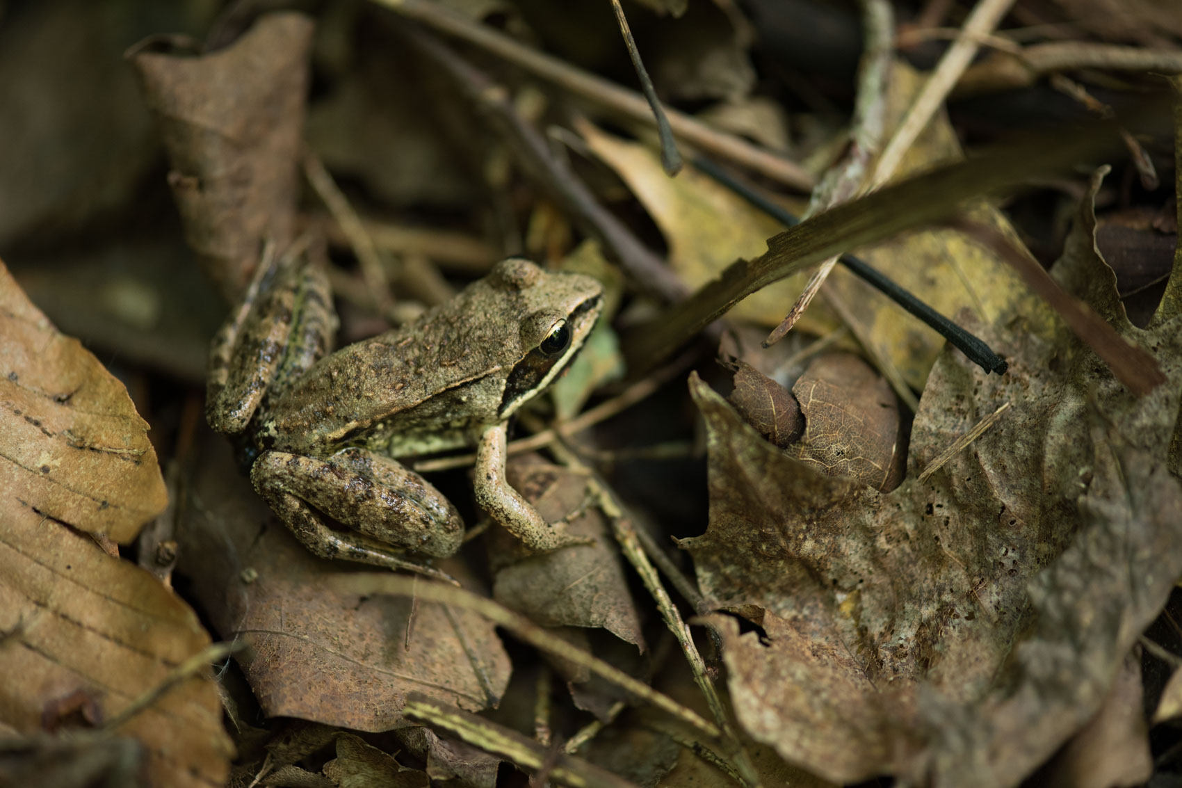 Wood frog camoflagued amongst leaves on ground 
