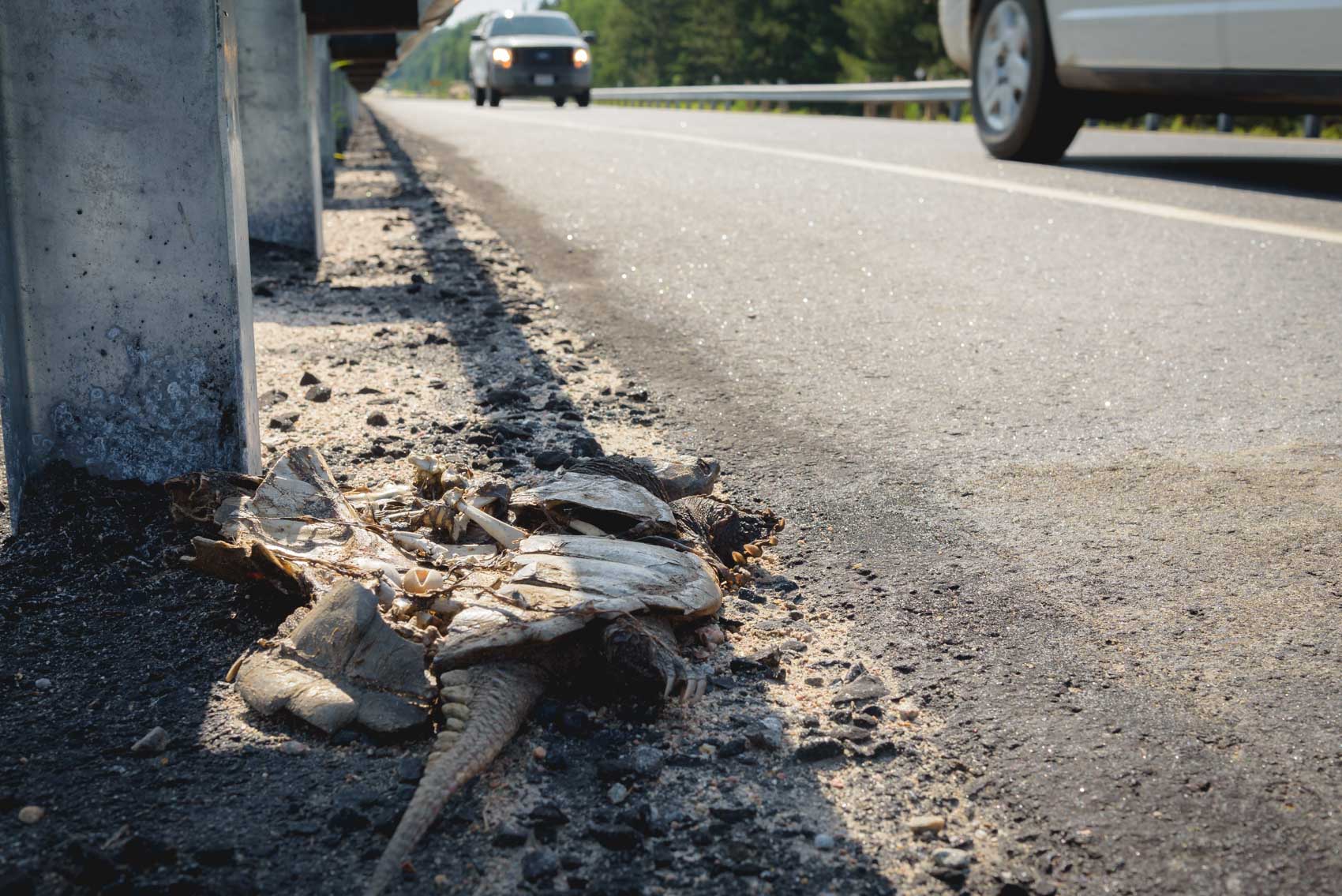 Crushed snapping turtle on side of highway 60 in Algonquin Park © David Coulson Canadian conservation photojournalist