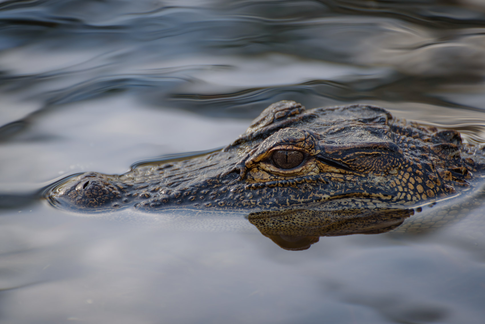 American alligator head in a swamp in Okefenokee National Wildlife Refuge