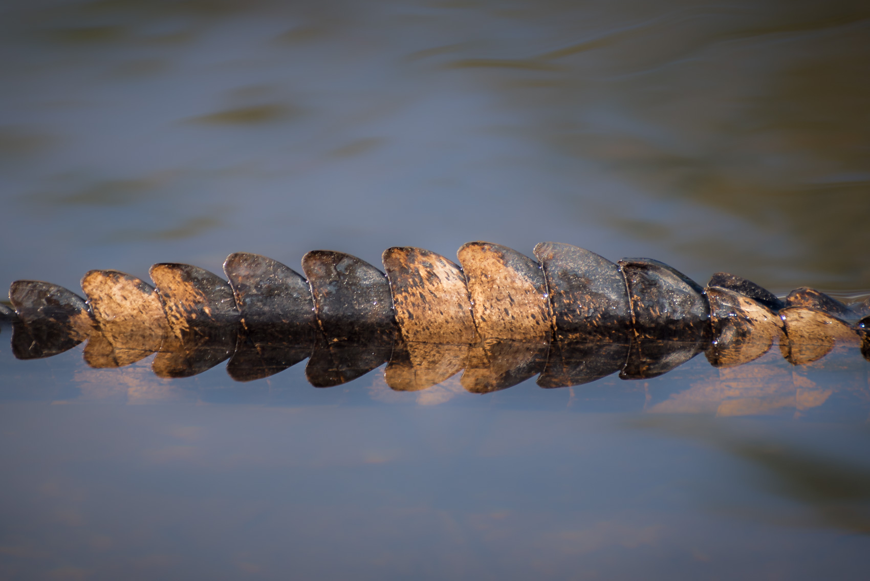 American alligator tail in swamp Okefenokee National Wildlife Refuge