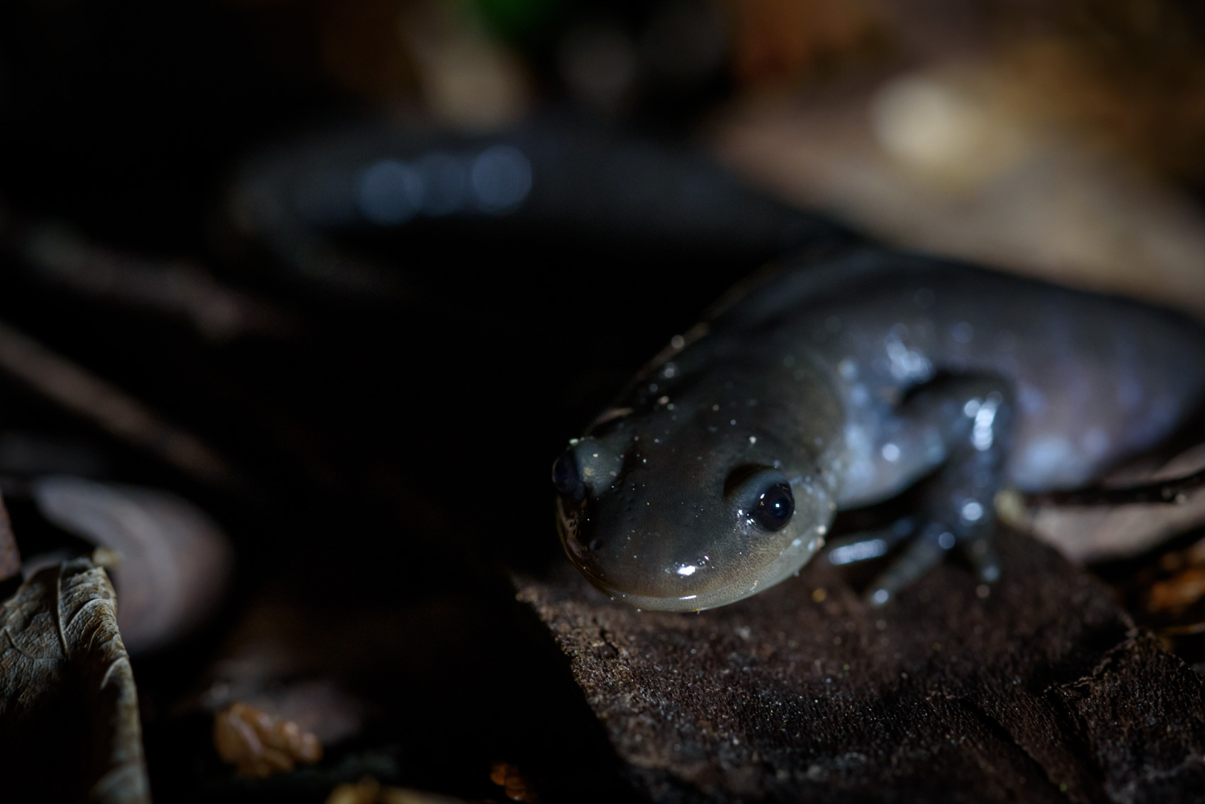Jefferson (complex) salamander on leaves in the dark © David Coulson Canadian conservation photojournalist