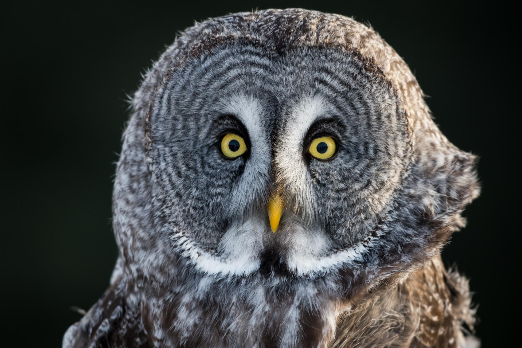 Great grey owl in winter