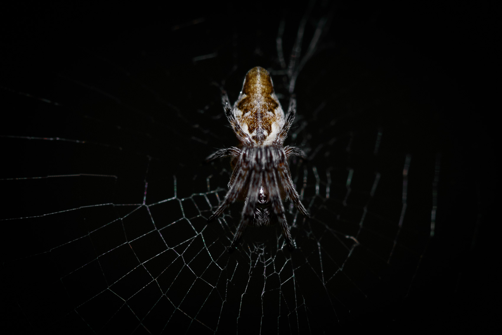 Trashline orb weaver spider on a web  