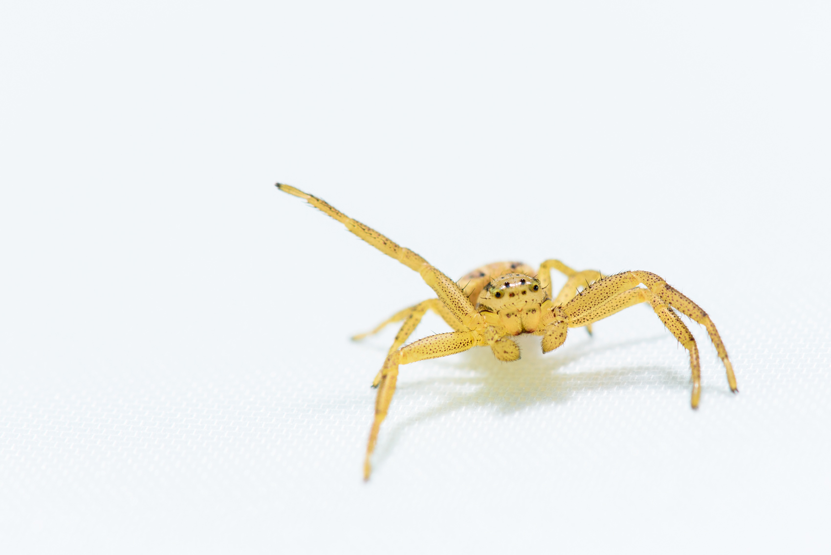Crab spider raising a leg on a white background