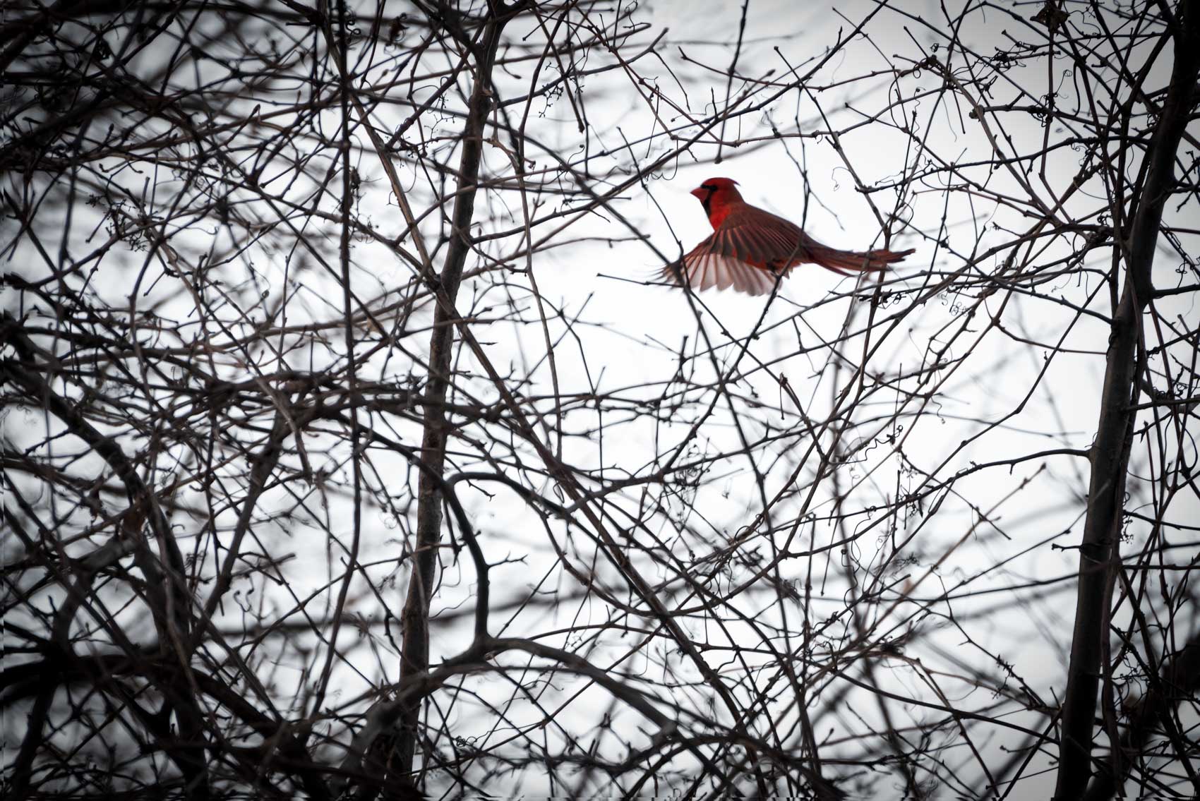 Northern cardinal flying through trees in Burlington
