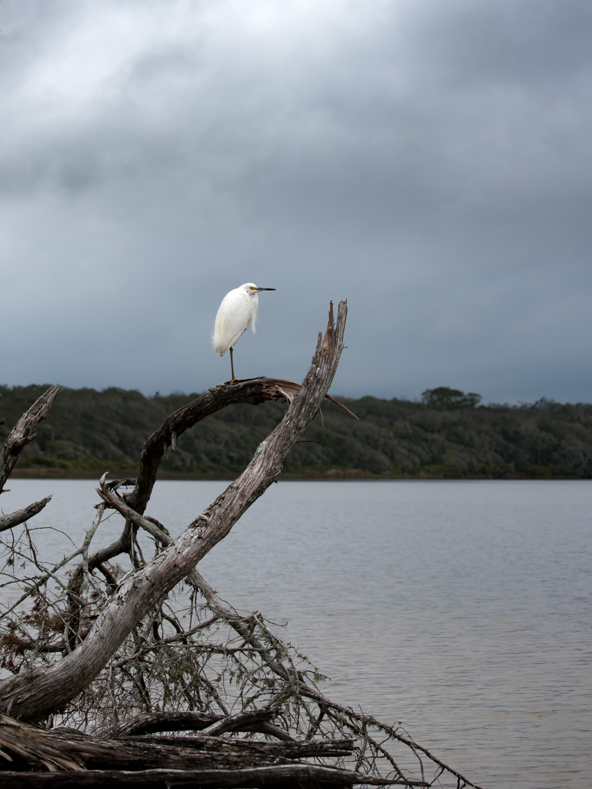 Snowy Egret perched on a tree at Guana Tolomato Matanzas National Estuarine Research Reserve