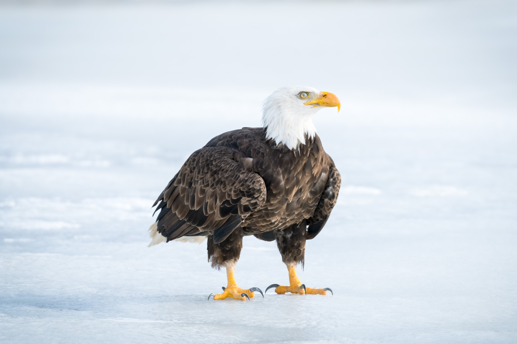 Bald eagle standing on ice © David Coulson Canadian conservation photojournalist