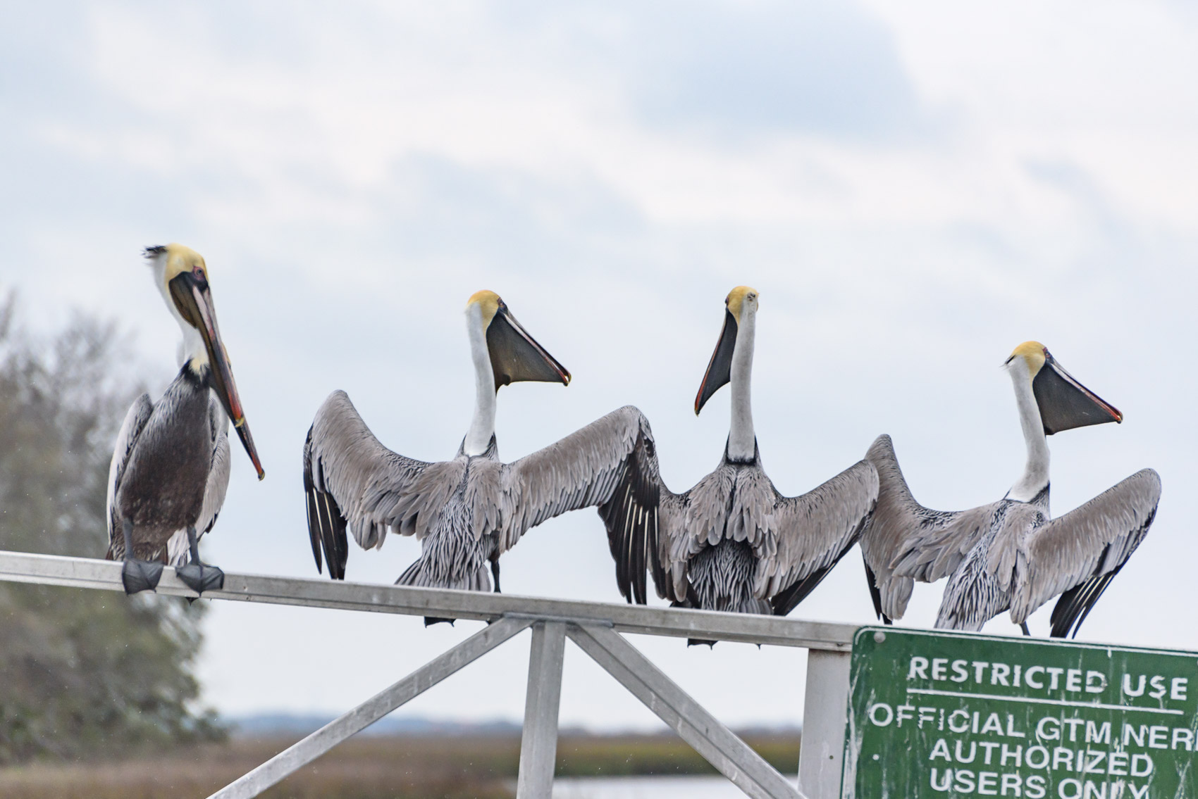 Four Brown pelicans perched on a gate at Guana Tolomato Matanzas National Estuarine Research Reserve