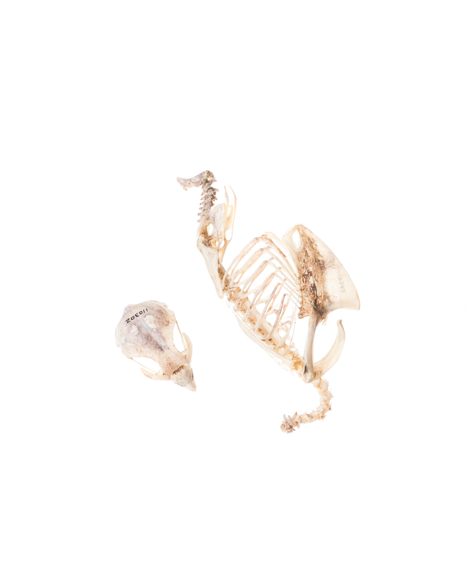 Southern crested caracara skeleton, Royal Ontario Museum specimen © David Coulson