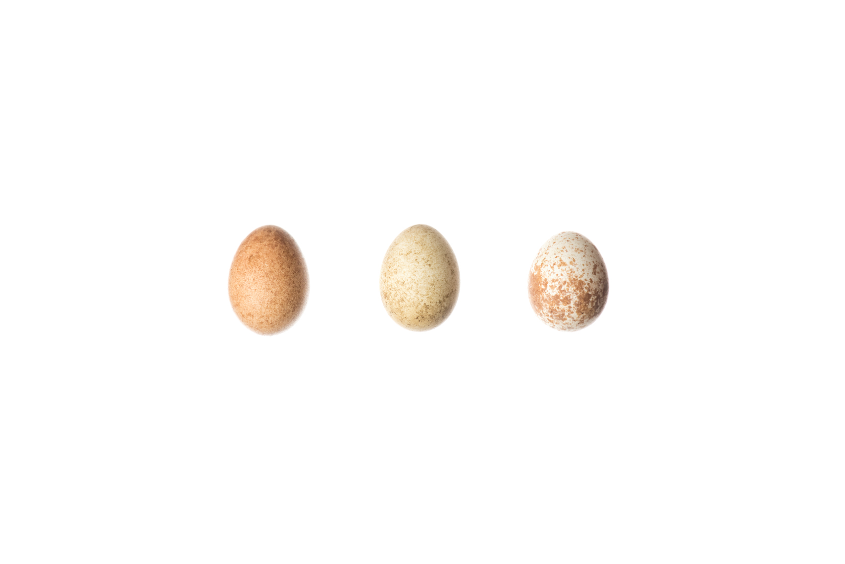 Three Prarie Falcon eggs, Royal Ontario Museum specimens © David Coulson