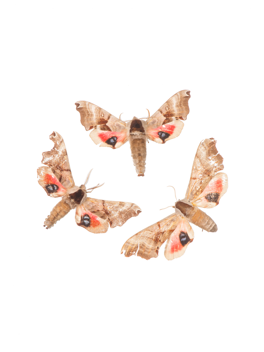 Three Hawk Moths, Royal Ontario Museum specimens © David Coulson