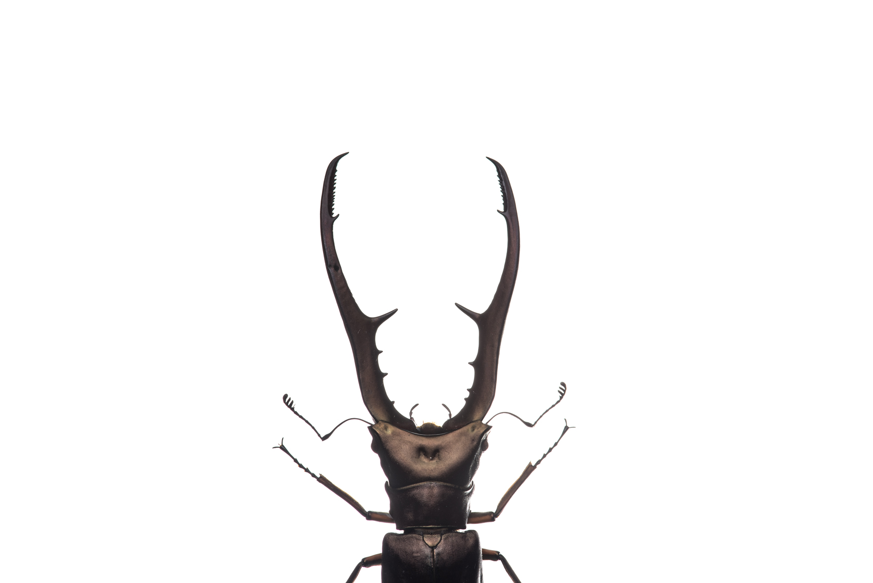 Beetle, Royal Ontario Museum specimen © David Coulson
