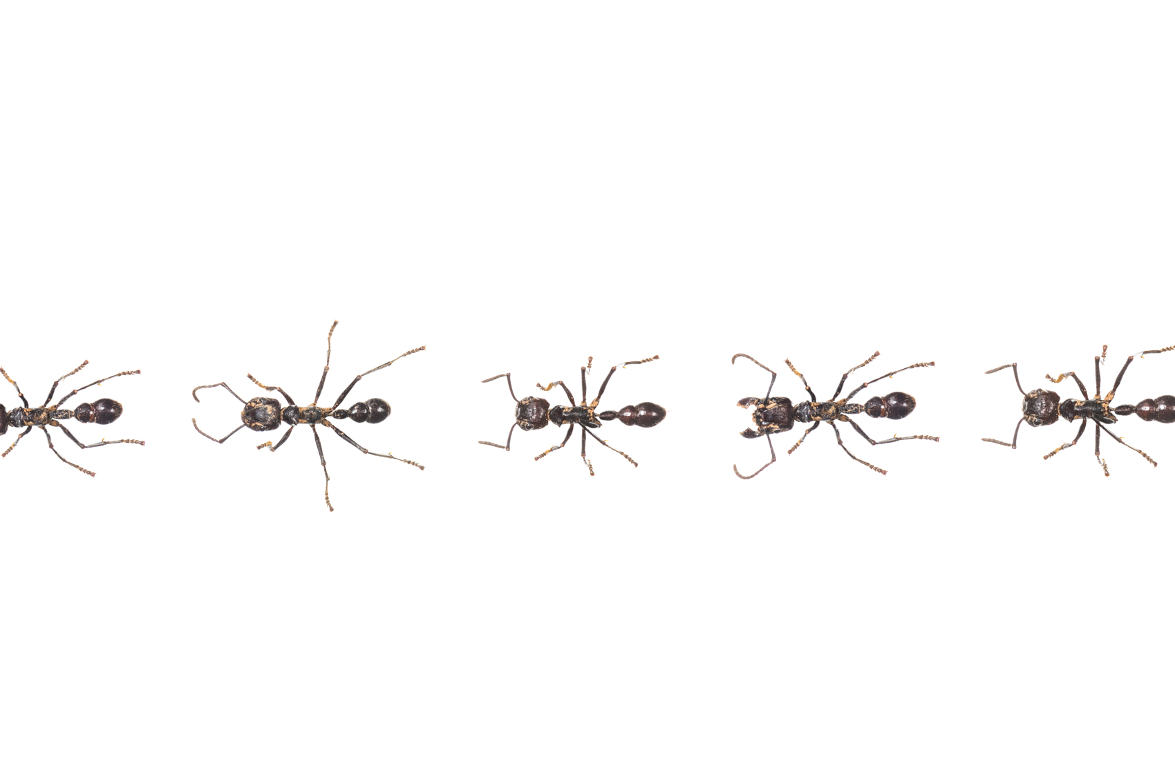 Ants in a row, Royal Ontario Museum specimens © David Coulson