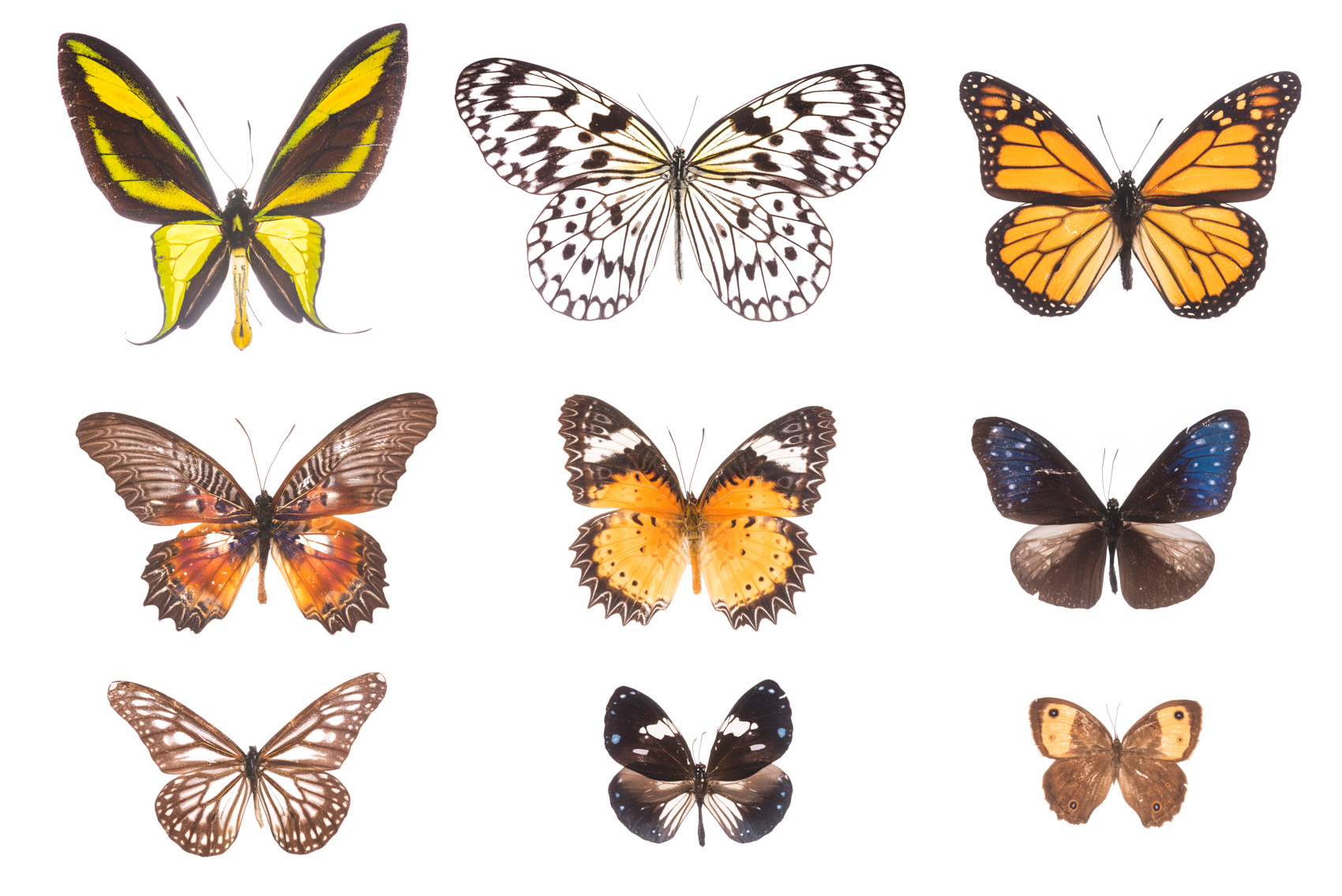 Butterfly Collection, Royal Ontario Museum specimens © David Coulson