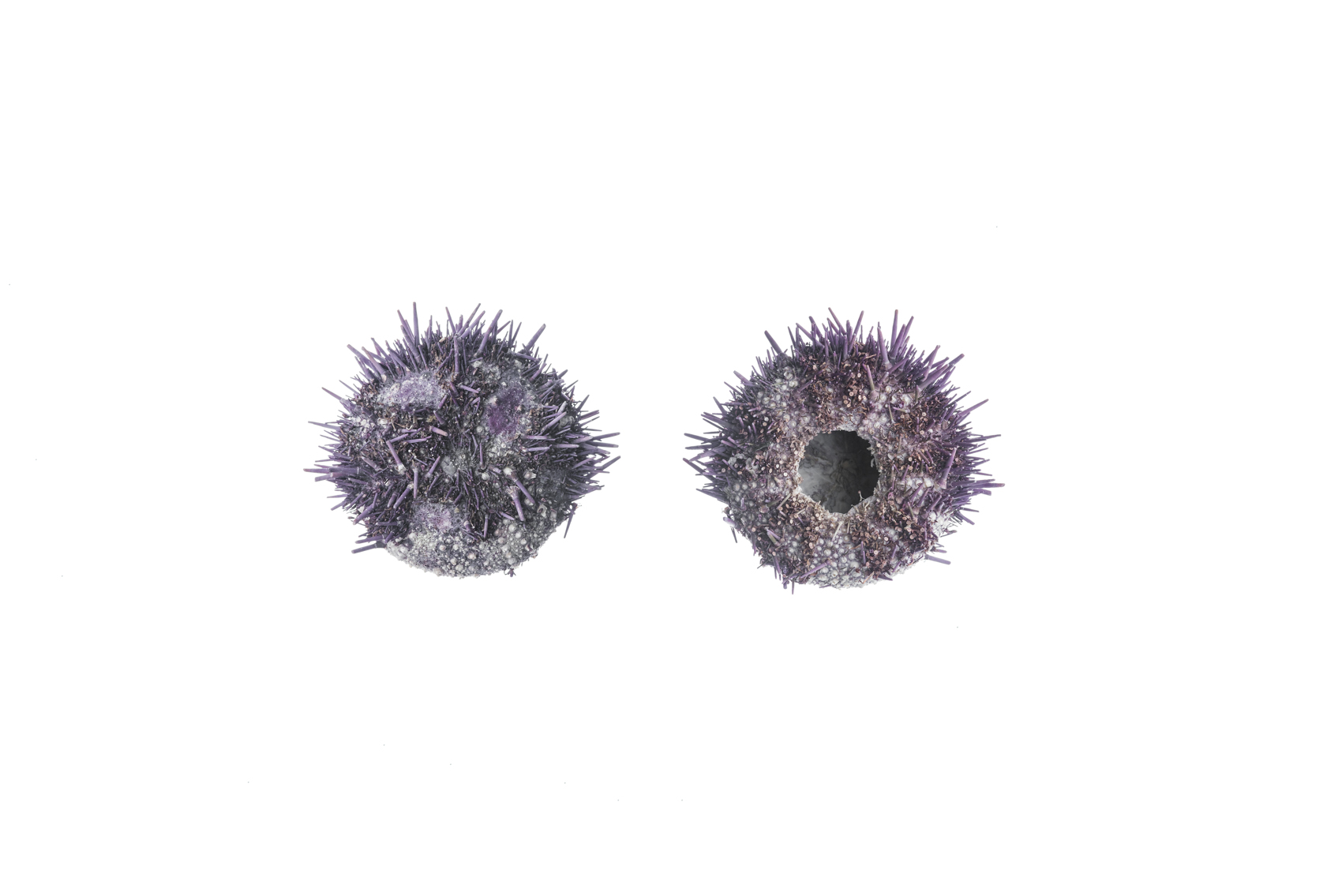 Two Sea Urchins, Royal Ontario Museum specimens © David Coulson